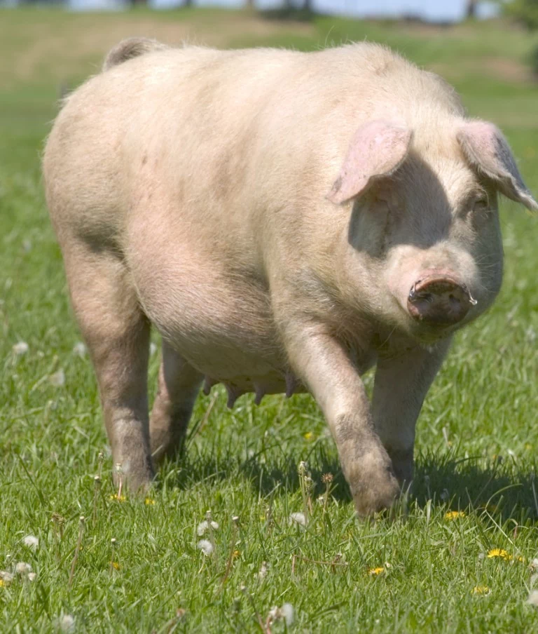 świnia na trawie